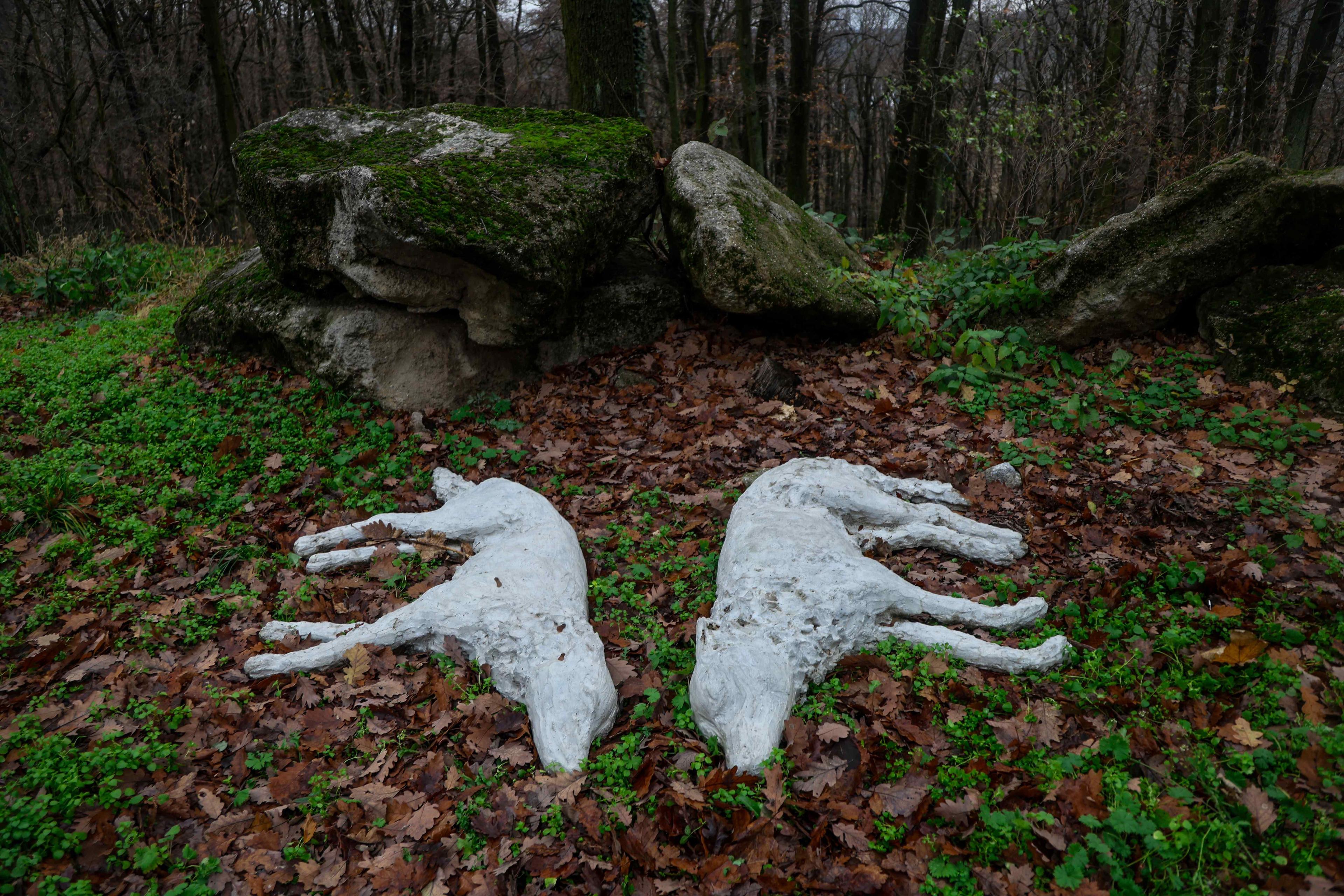 Pri výbehu vlkov v Karpatskom lese pribudlo dielo Hranica (2025) od Alexandry Hoferovej